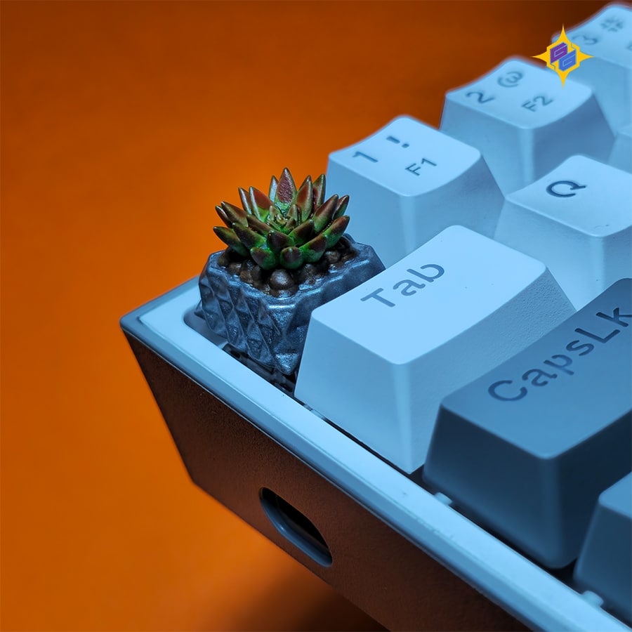 آریوکارپوس فیساراتوس