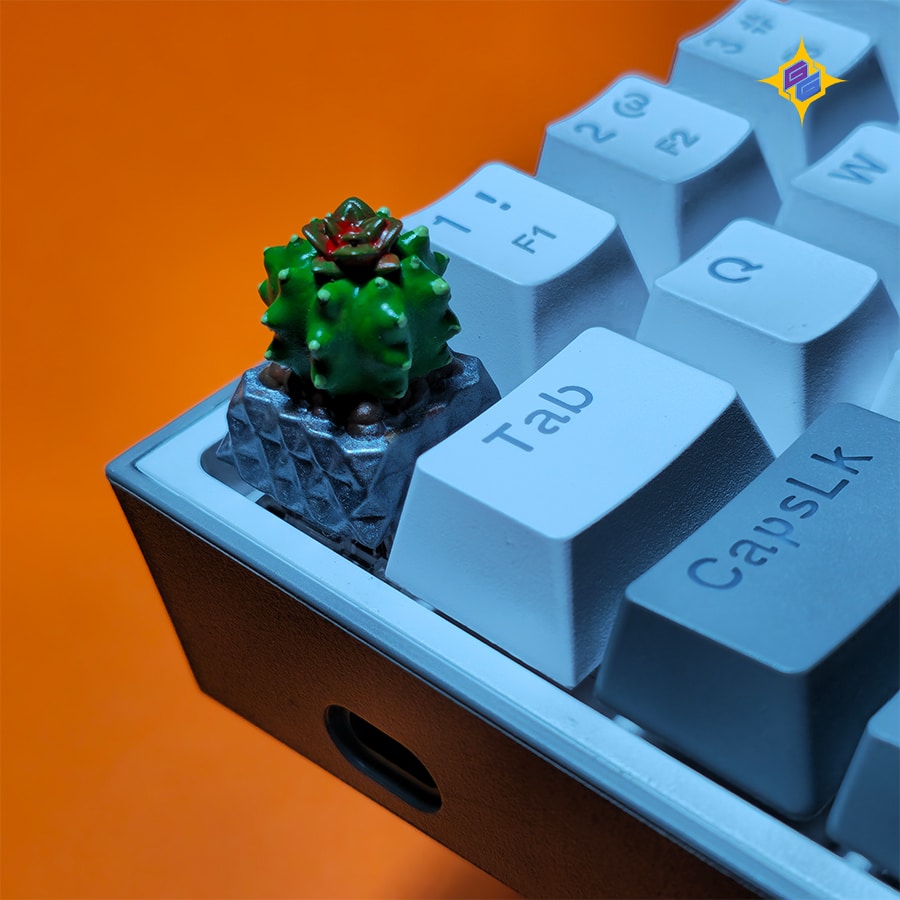 اچینوپسیس فورموسا